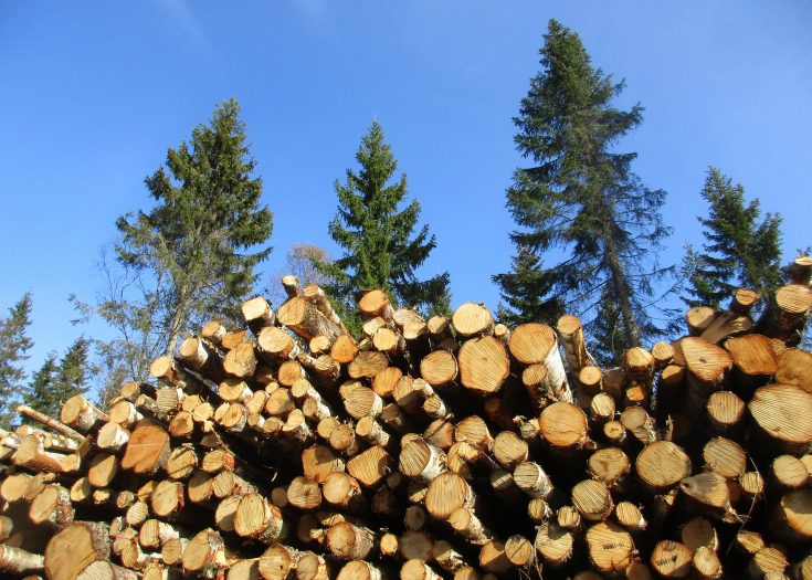 FSC_certified_round_wood_purchasing_hardwood_softwood_logs_wood_purchasing_5-aspect-ratio-735-525